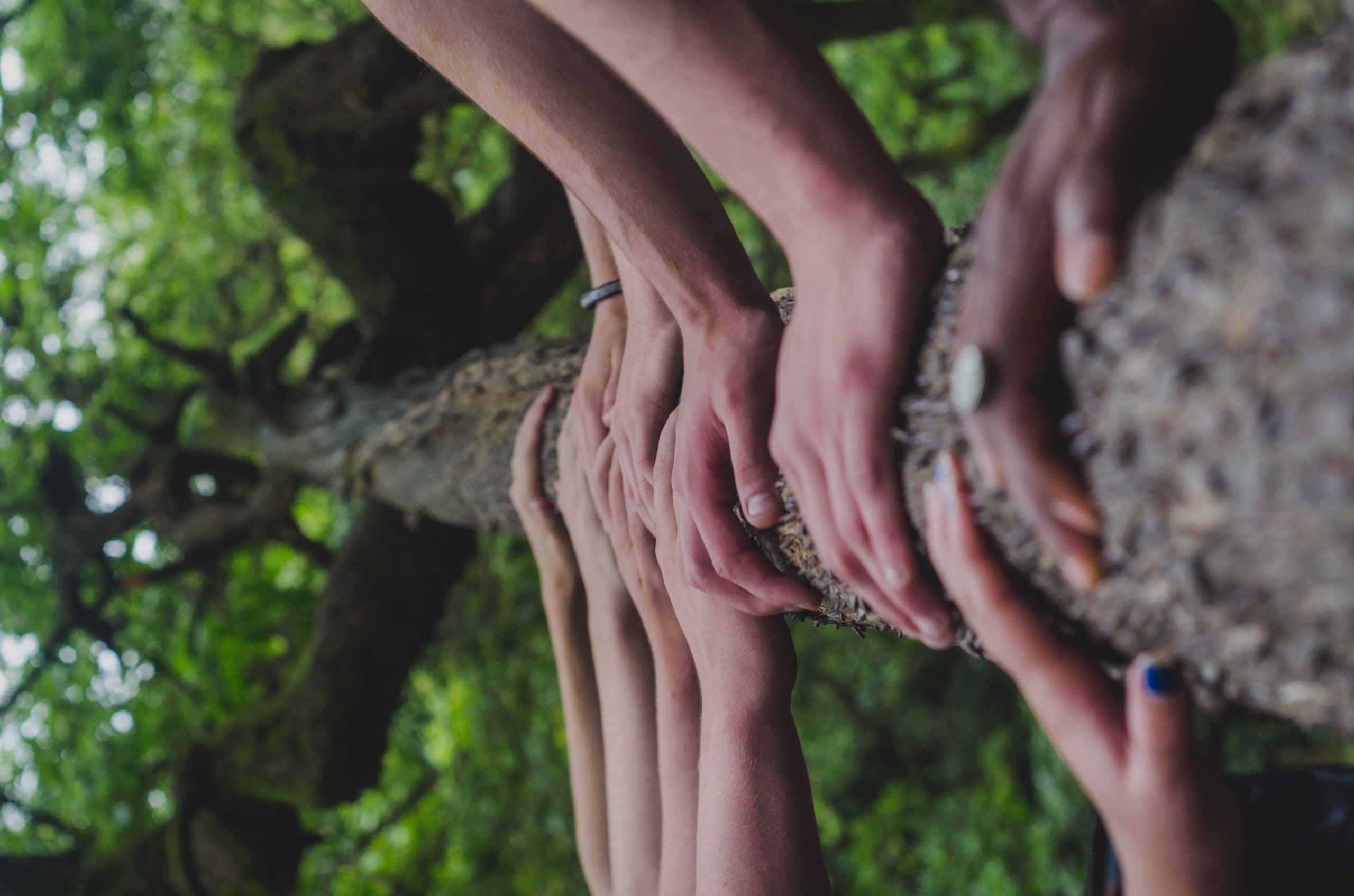 Sage Scifi: We Must Be Connected - Hands meet together on a tree in a symbol of community
